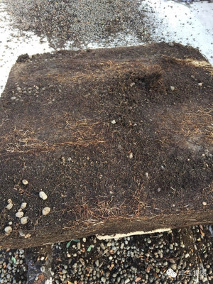 卓寶科技再添兩款耐根穿刺防水卷材，持續引領行業創新